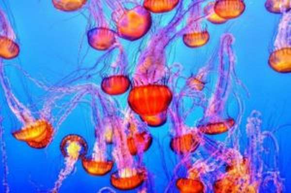 Особенности укуса медузы